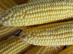 African corn